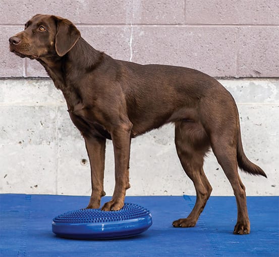 Balance Disc - Ketterä Kettu - hierontaa, koirahierontaa ja  kraniosakraaliterapiaa Koirallesi ja Sinulle